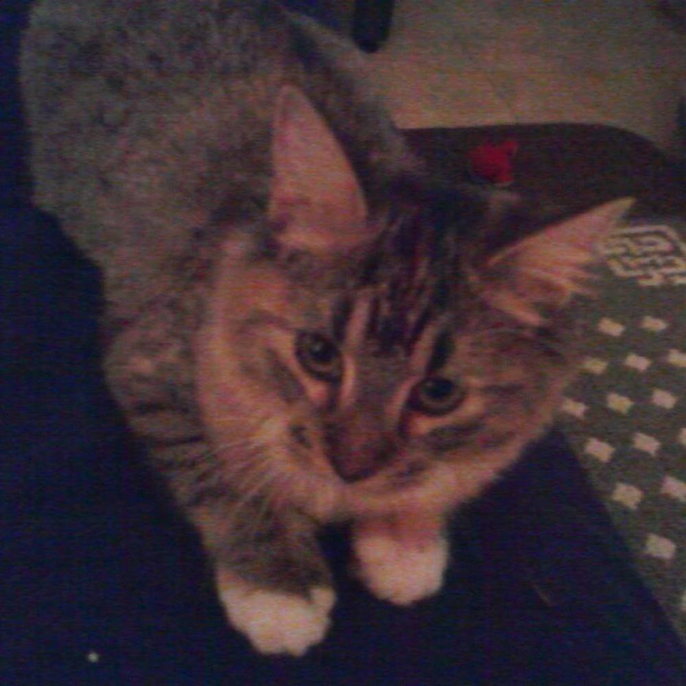 Meet your Posher, Rodica